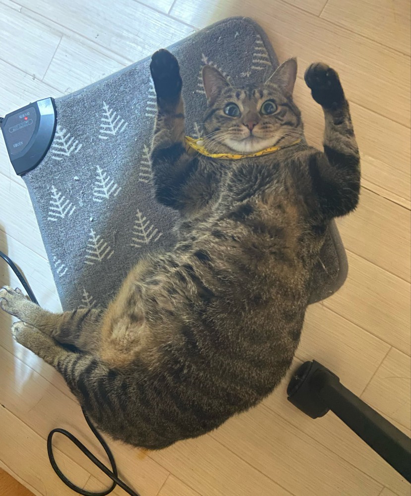 寝転がる猫