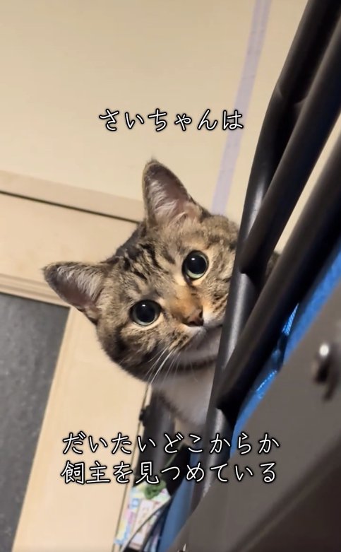 手すりの奥から顔を覗かせている猫