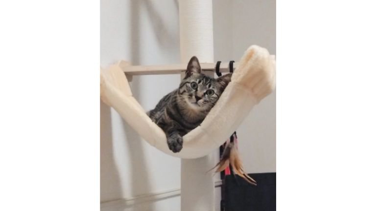 室内にいる猫