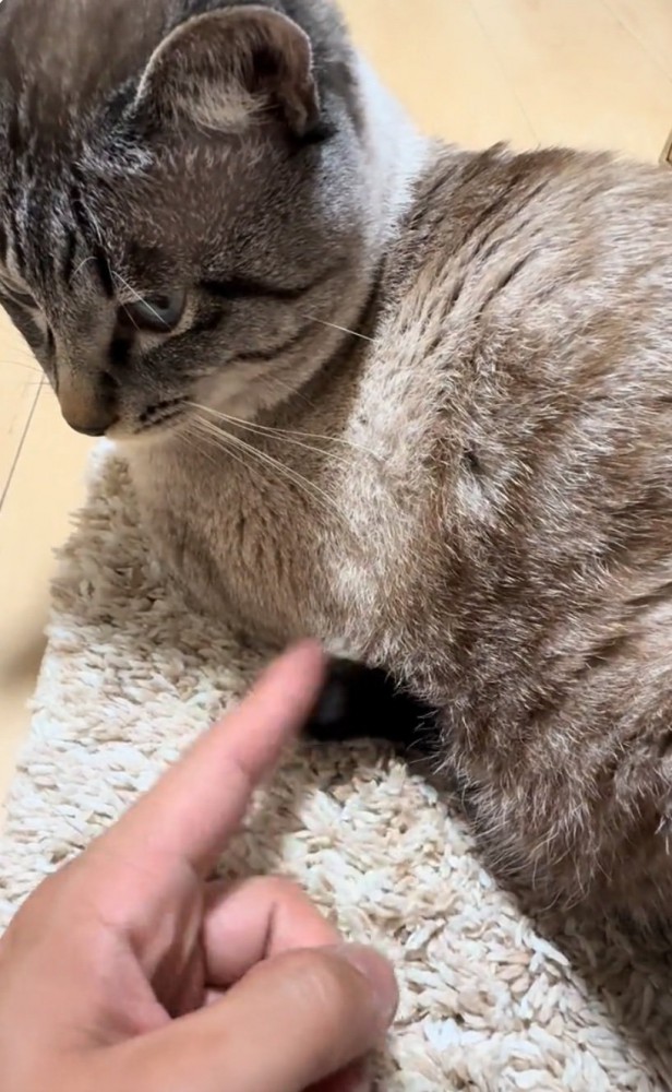 しっぽをツンツンする