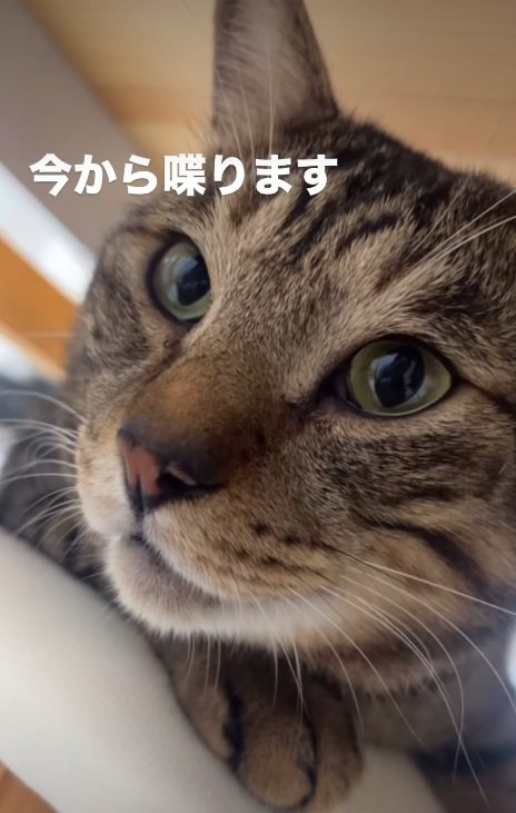 キジトラ猫の顔のドアップ