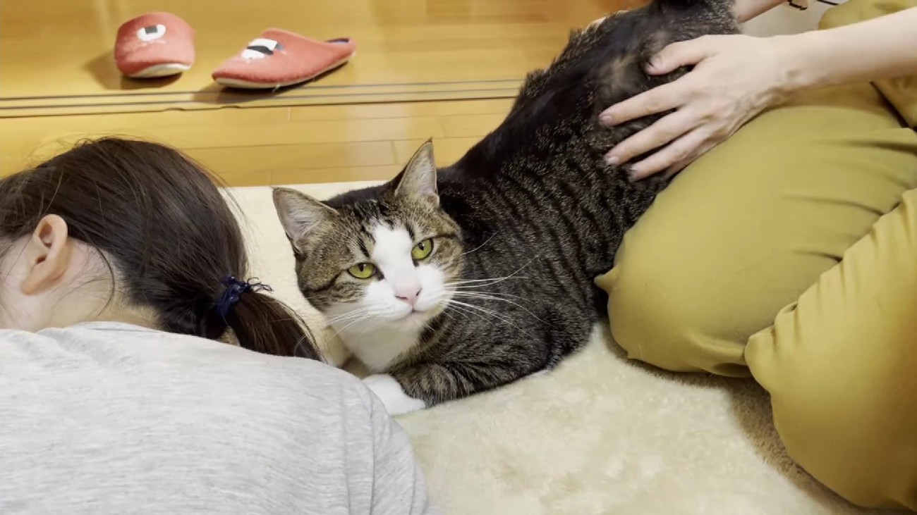 こちらを見つめるキジ白猫