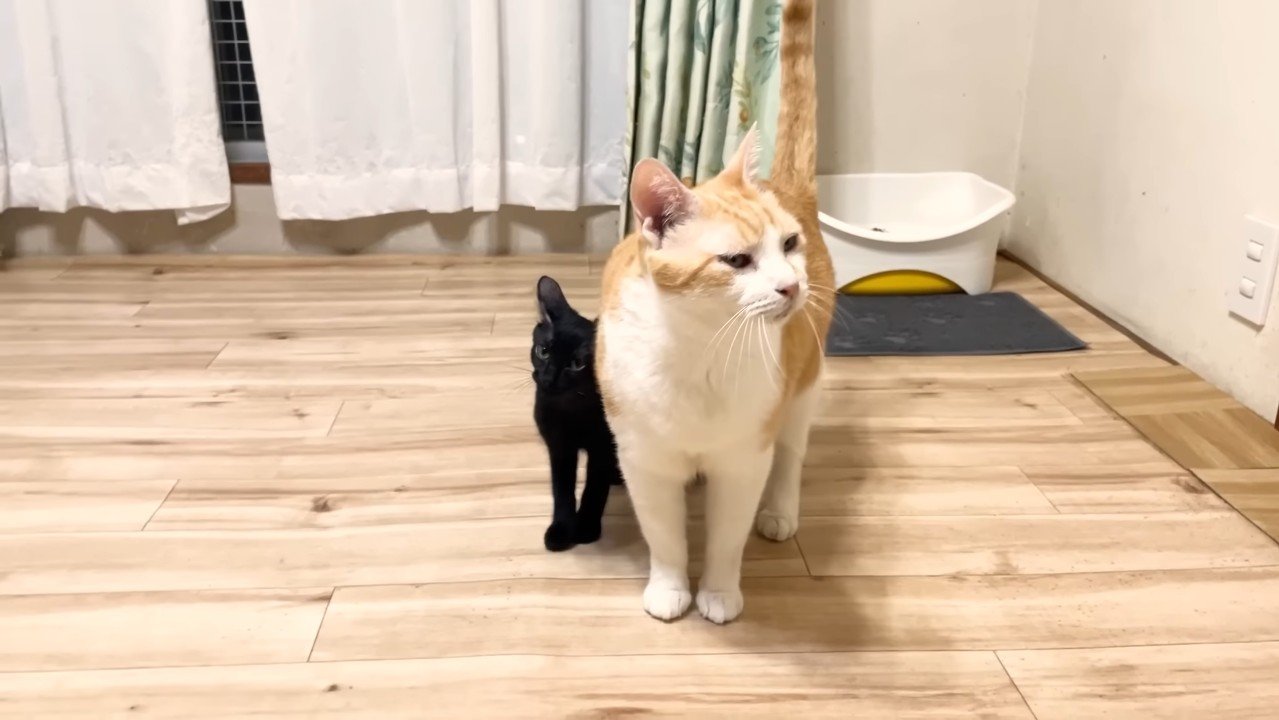 体を擦りつけるクロミちゃん