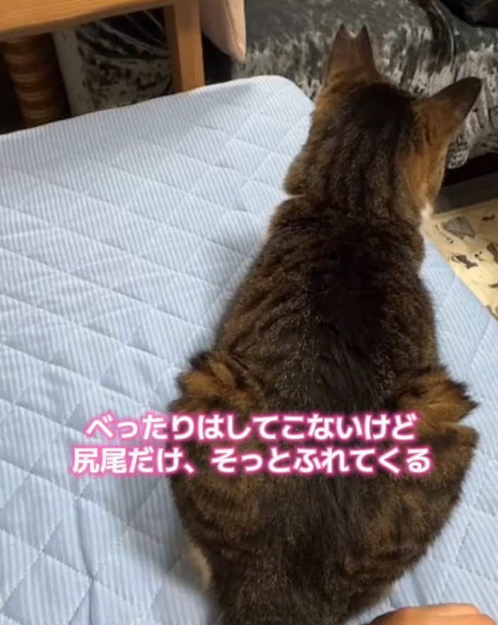 座る猫