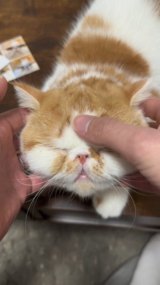 マッサージされる猫さん