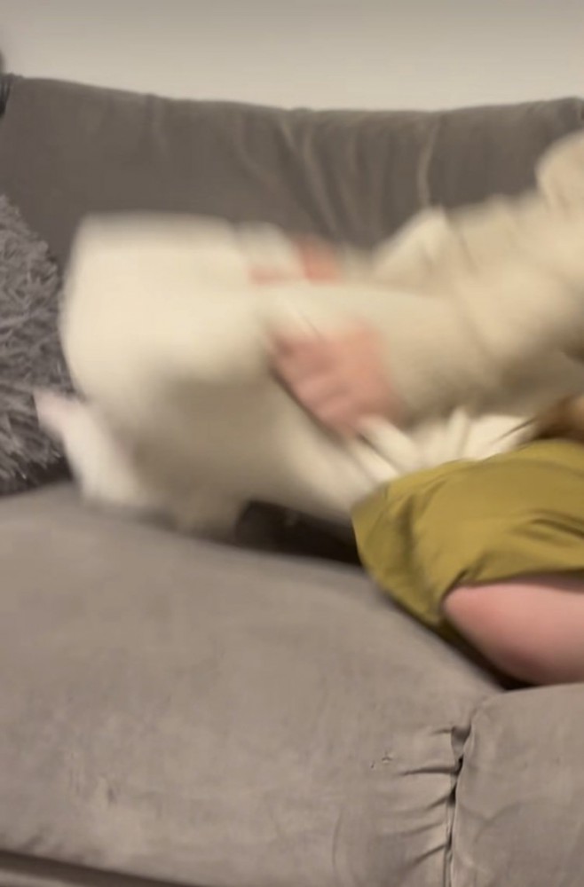 クッションに当たってひっくり返る保護猫