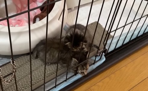 ケージに顔を突っ込む子猫