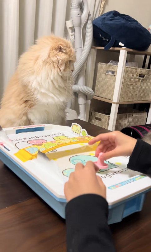 エアホッケーの台を前によそ見をする猫