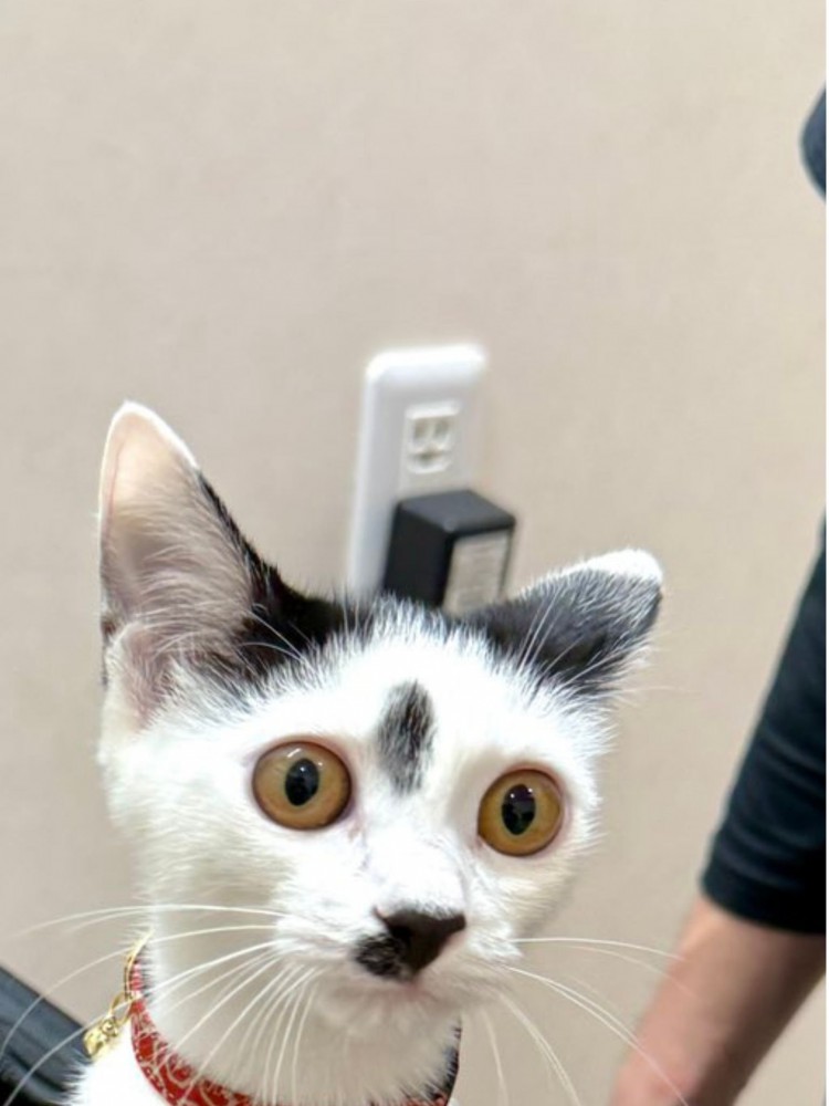 黒いキャリーバッグから身を乗り出す猫の表情
