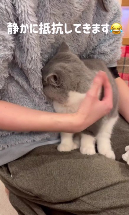 飼い主に顔をうずめる猫