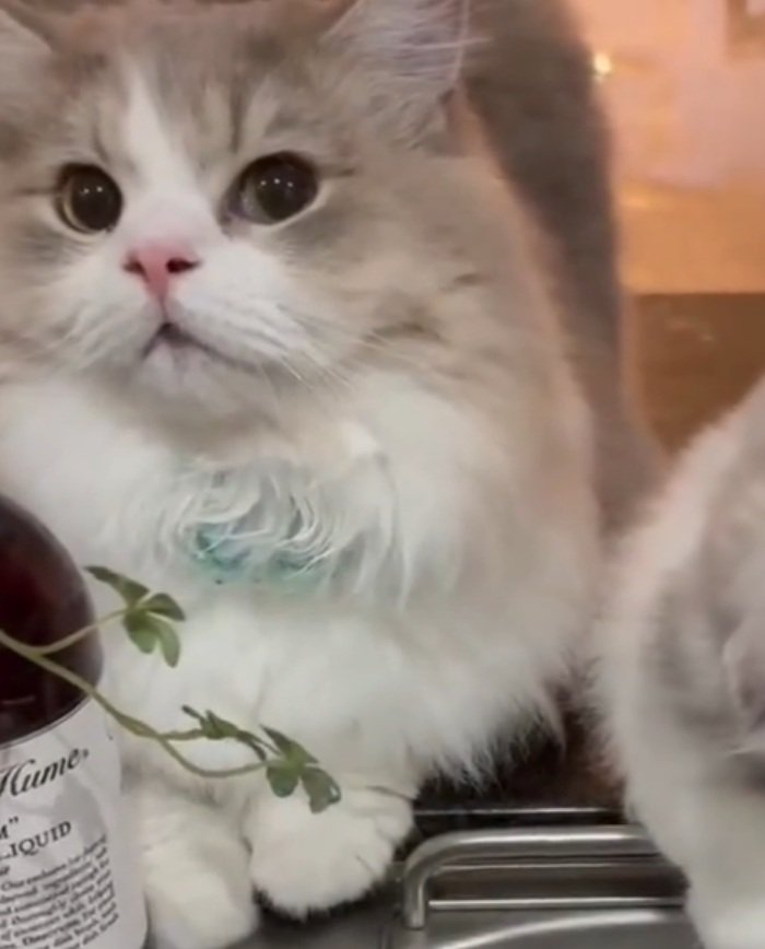 じっと見つめる猫