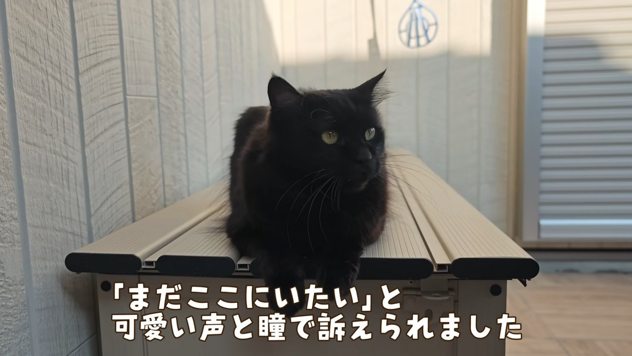 訴えるモカちゃん