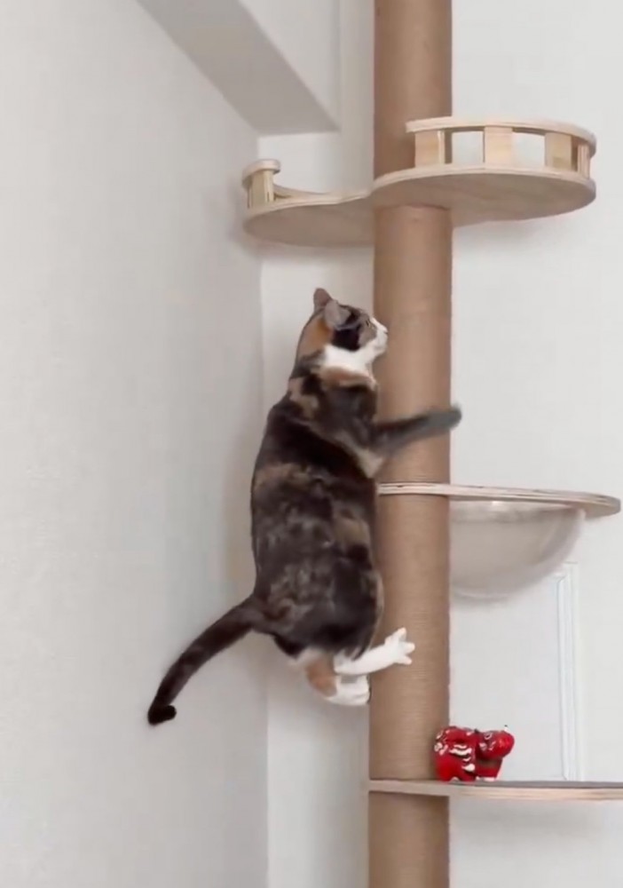 キャットタワーを降りる猫2