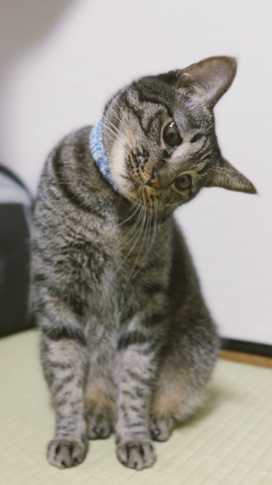 首を傾げる猫