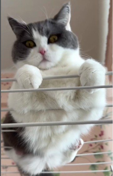 洗濯物干しの上にいる猫