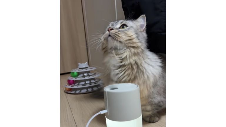 加湿器と猫