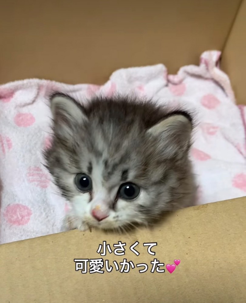 保護した子猫