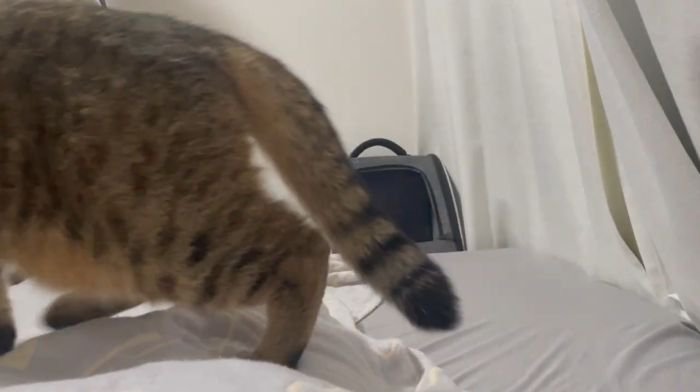 再び踏んで通るみにらくん