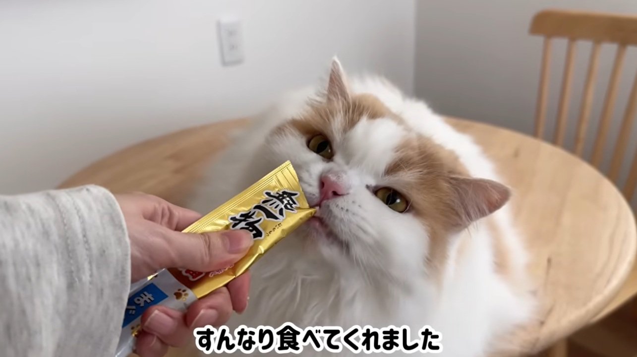 おやつを食べる猫