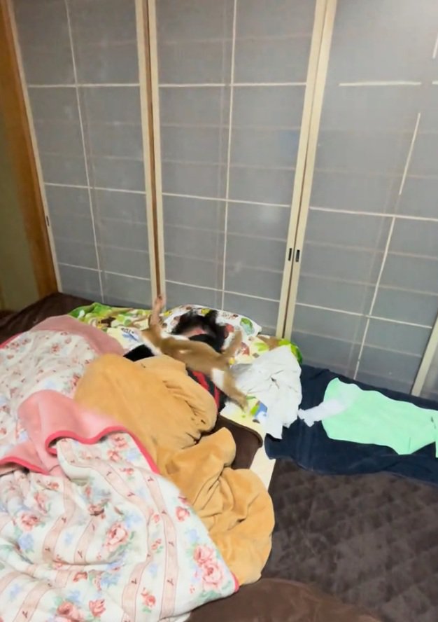 ジャンプする猫