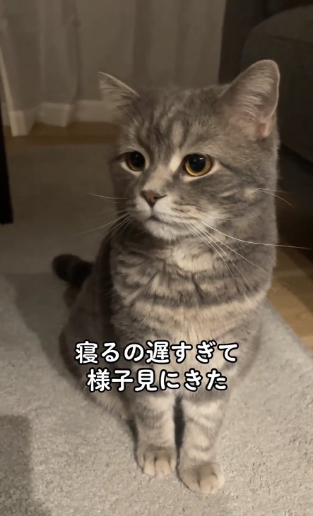 お座りをして画面左側に視線を向ける猫（アップ）