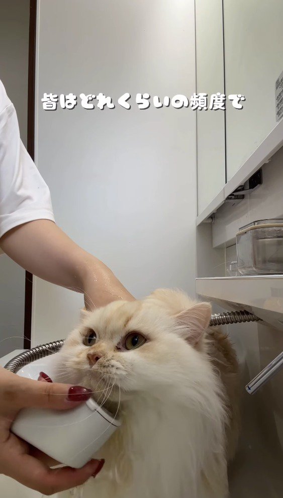 飼い主にシャワーをかけられる猫