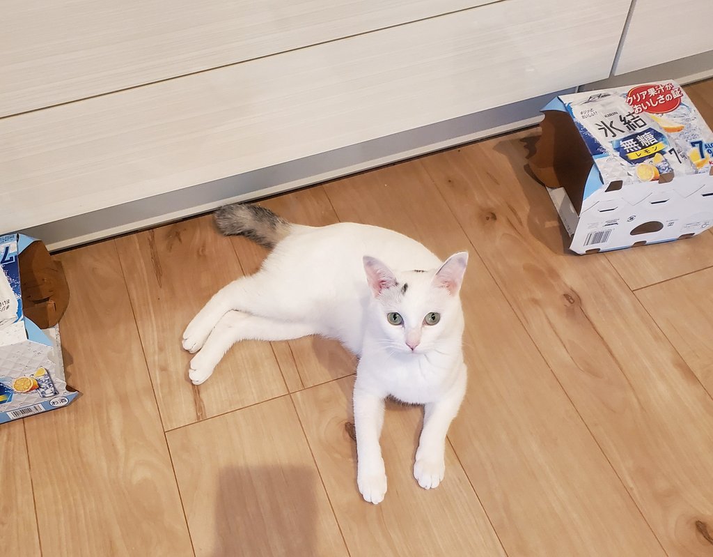 寝そべる猫