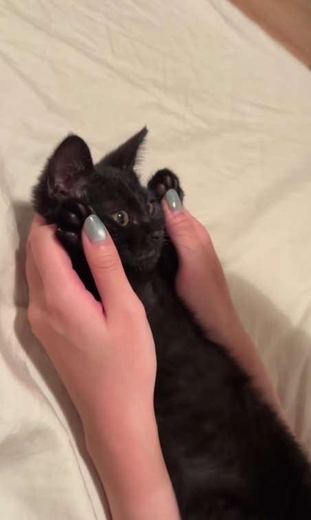 バンザイしている子猫