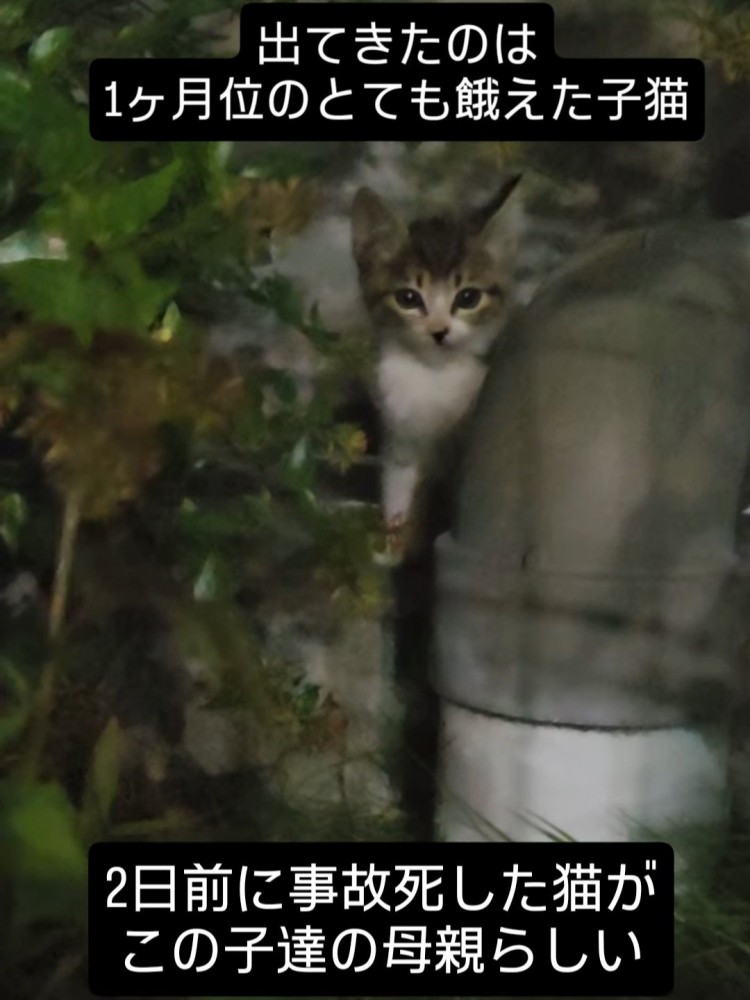 キジ白の子猫
