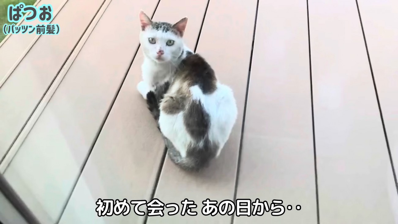 振り向く猫