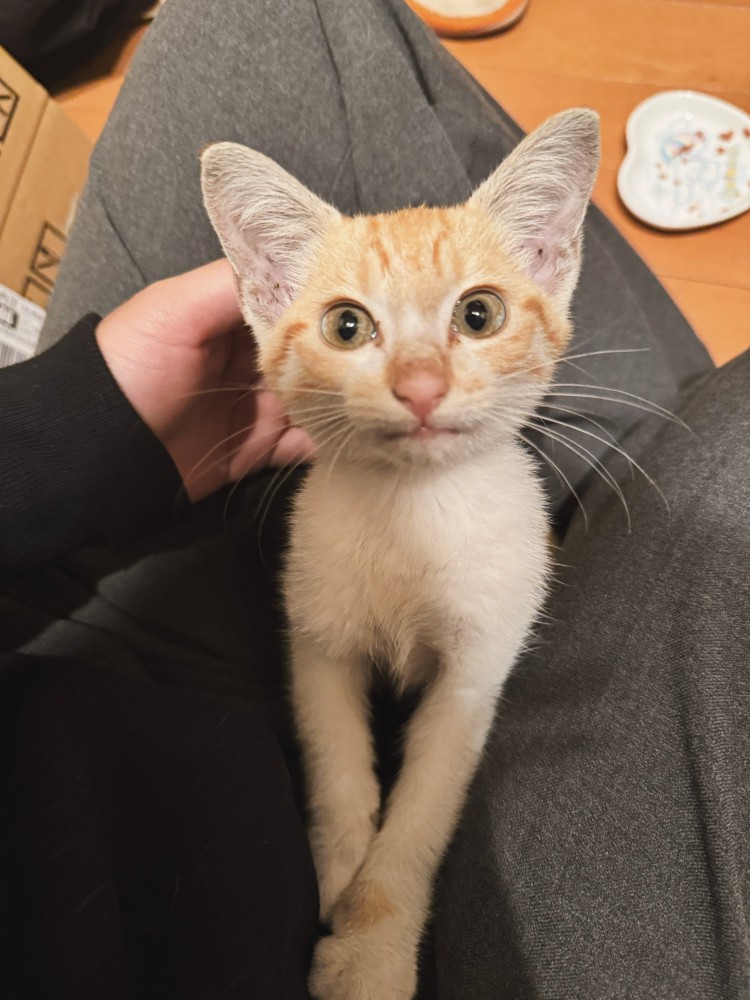 飼い主の膝の上に乗る子猫