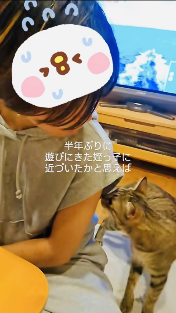 姪の脇の匂いを嗅ぐキジトラ猫