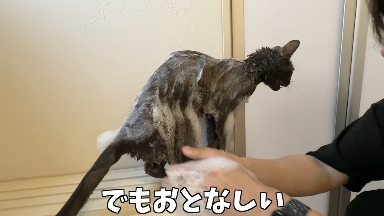 「でもおとなしい」のテロップ写真