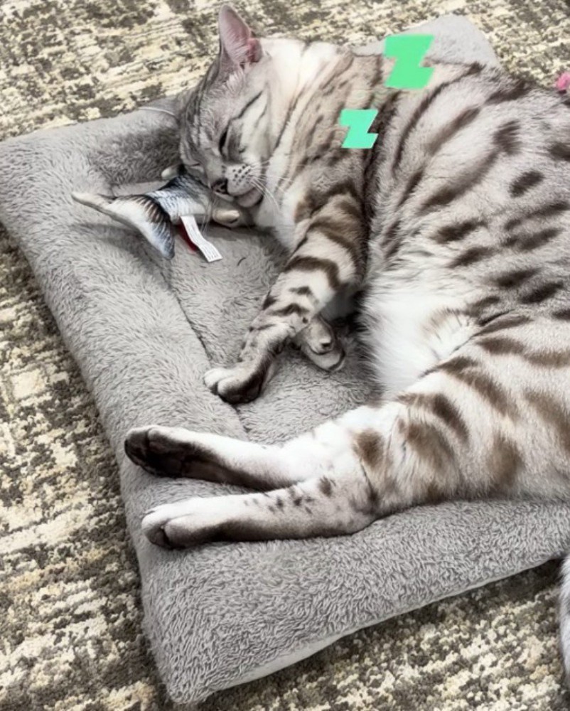 再び目を閉じて眠る猫
