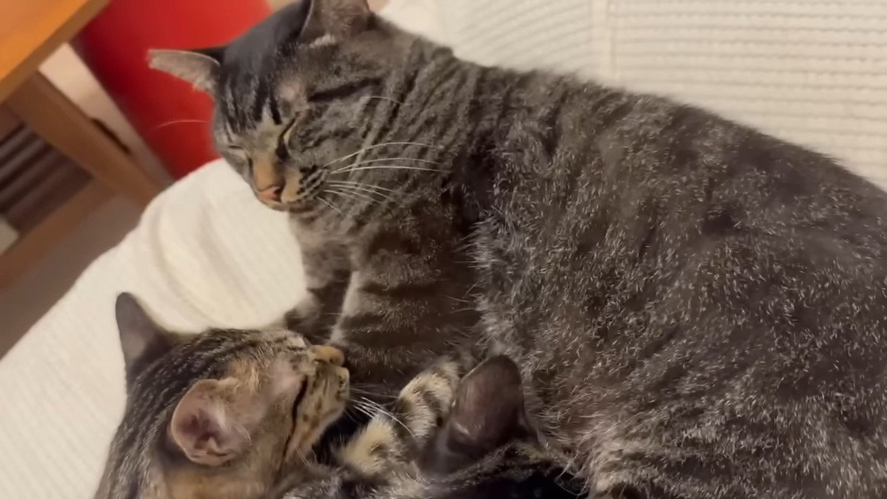 お腹をフミフミ