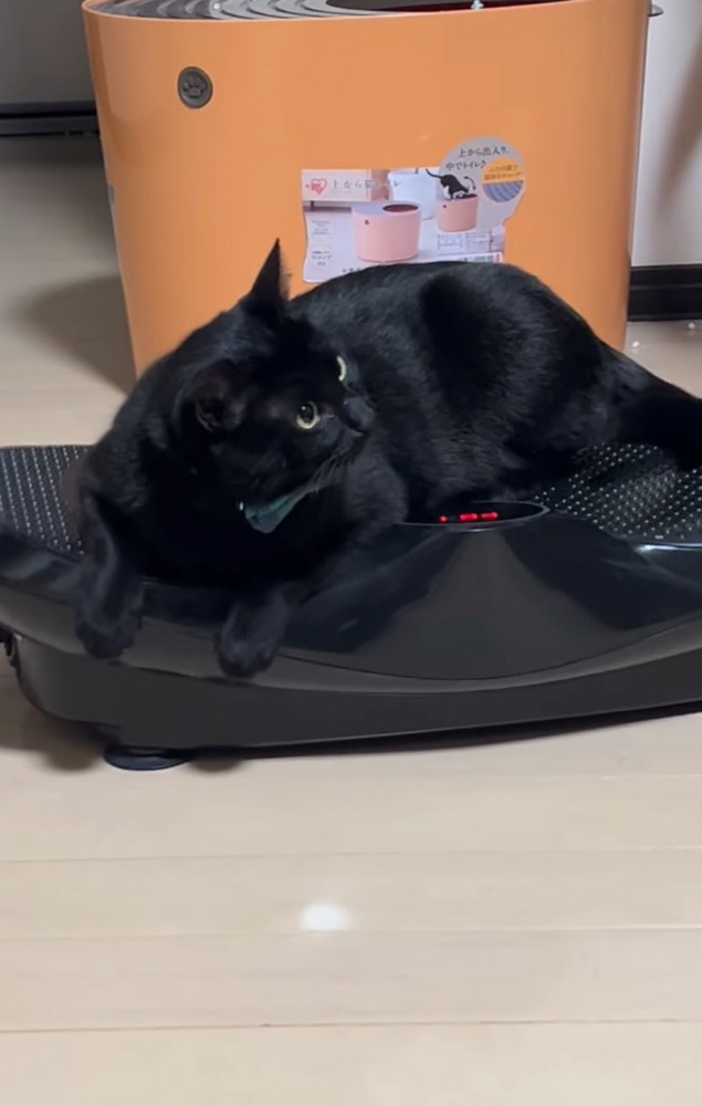 ブルブルマシンに乗る黒猫2