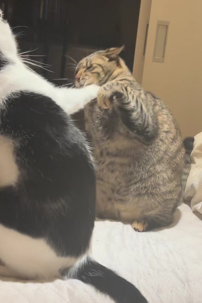 拳が顔に当たった猫