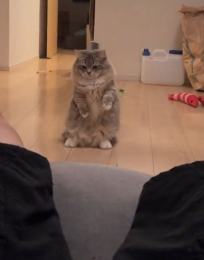 脚を凝視する猫