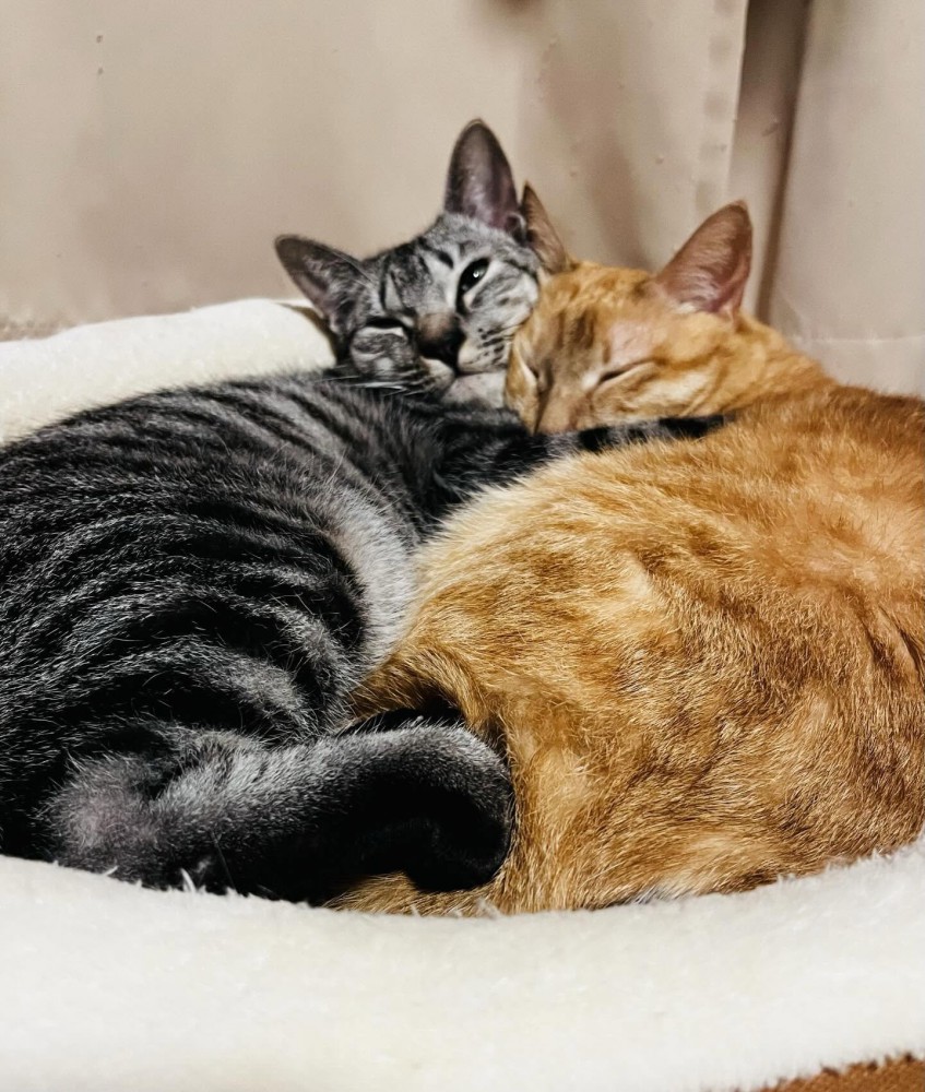 くっついて寝る2匹の猫