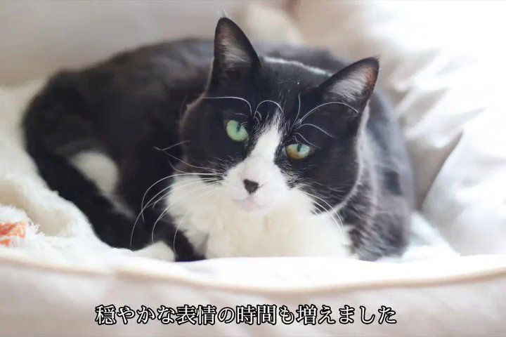 猫ベッドにいる猫