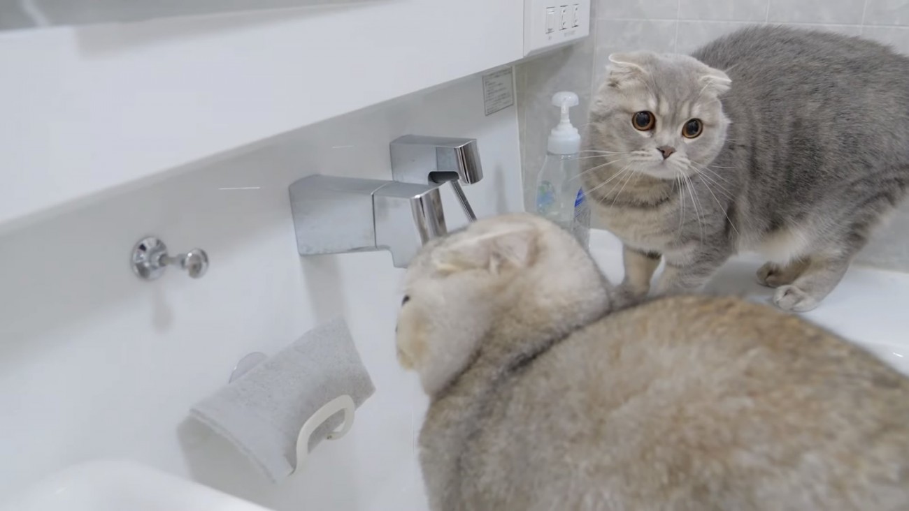 洗面台に猫が2匹いる写真1