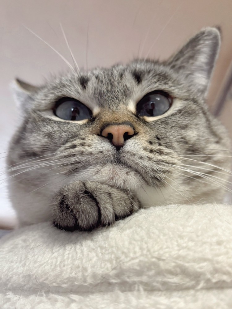 自分の手にあごをのせる猫