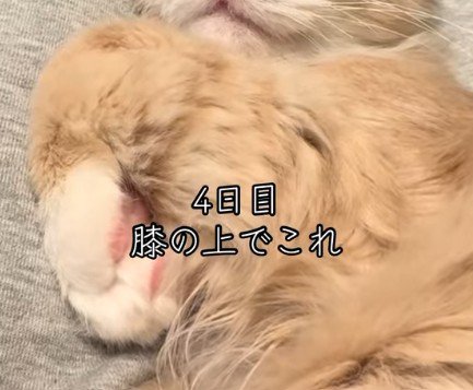 飼い主の膝の上の猫