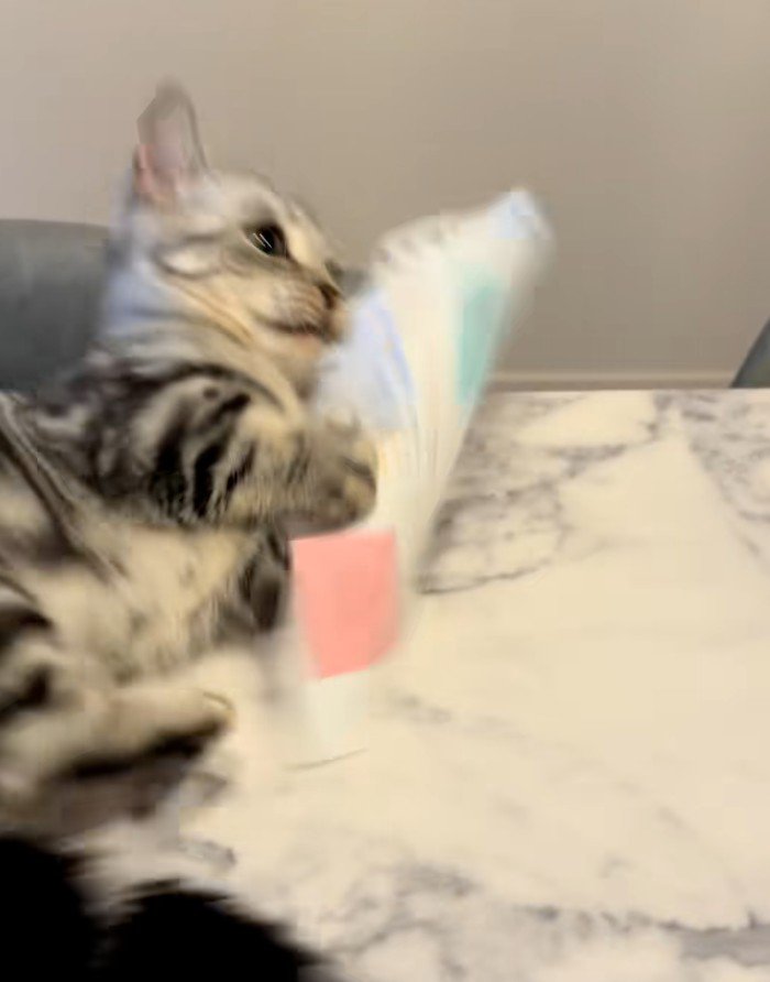 紙をつかむ猫2