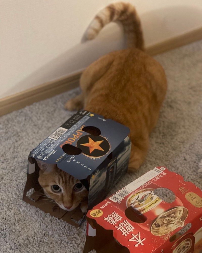 缶ビールの空き箱に上半身を入れる茶トラ猫