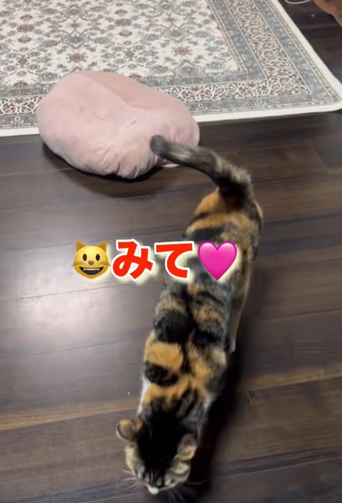飼い主に呼びかける三毛猫