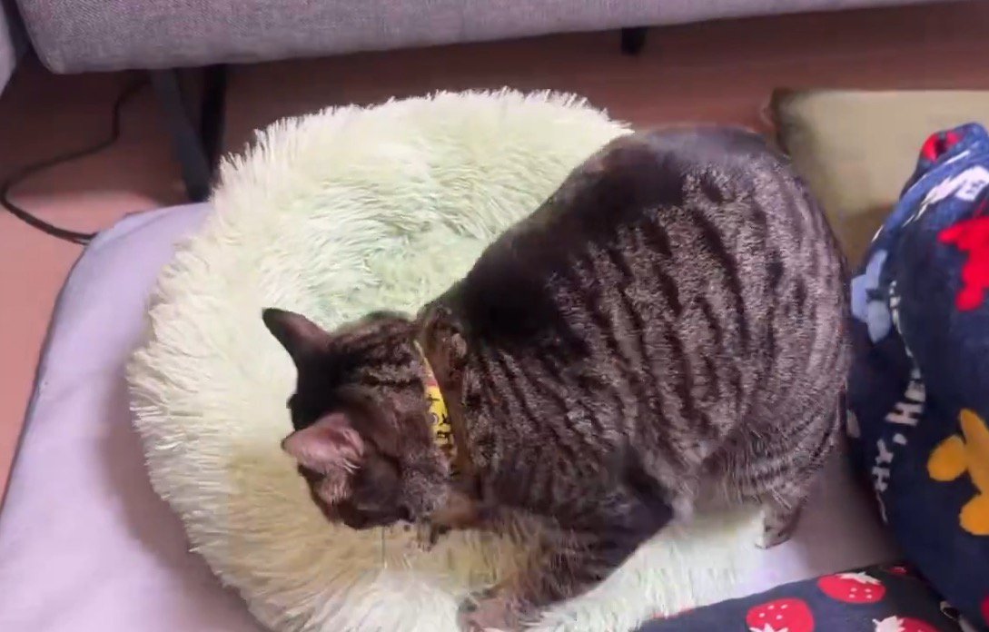 たくさん踏まれて少し平らになってきたペット用ベッド