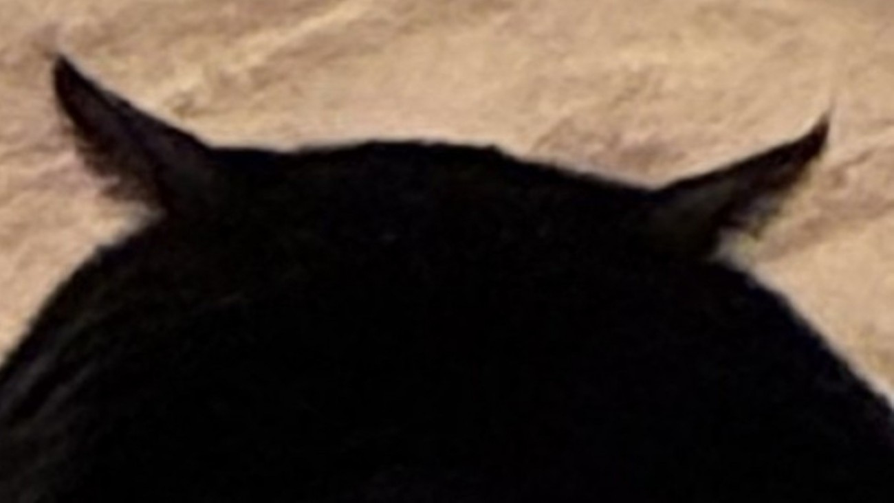 後ろへ傾けた耳のアップ