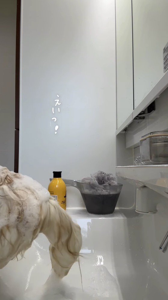 洗面台から飛び降りる猫