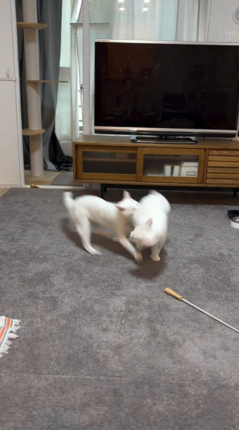 じゃれ合う猫2匹